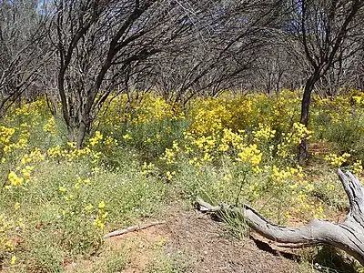 Massed flowers