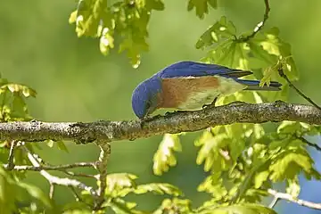 Eastern Bluebird