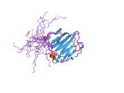 1x50: Solution structure of the C-terminal gal-bind lectin domain from human galectin-4