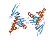 1y96: crystal structure of the Gemin6/Gemin7 heterodimer from the human SMN complex