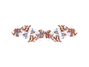 2a27: Human DRP-1 kinase, W305S S308A D40 mutant, crystal form with 8 monomers in the asymmetric unit