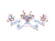 2ahx: Crystal structure of ErbB4/HER4 extracellular domain