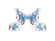 2c5d: STRUCTURE OF A MINIMAL GAS6-AXL COMPLEX