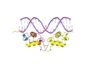 2c7a: STRUCTURE OF THE PROGESTERONE RECEPTOR-DNA COMPLEX