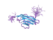 2dl9: Solution structure of the Ig-like domain of human Leucine-rich repeat-containing protein 4