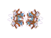 2f2s: Human mitochondrial acetoacetyl-CoA thiolase