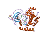 2gnh: PKA five fold mutant model of Rho-kinase with H1152P