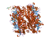 2hw5: The crystal structure of human enoyl-coenzyme A (CoA) hydratase short chain 1, ECHS1