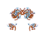 2ii5: Crystal structure of a cubic core of the dihydrolipoamide acyltransferase (E2b) component in the branched-chain alpha-ketoacid dehydrogenase complex (BCKDC), Isobutyryl-Coenzyme A-bound form