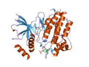 2ivt: CRYSTAL STRUCTURE OF PHOSPHORYLATED RET TYROSINE KINASE DOMAIN