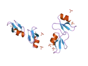 2nlg: Human beta-defensin-1 (Mutant Lys22Glu)