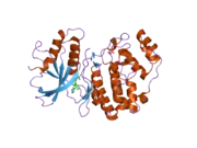 2ojg: Crystal structure of ERK2 in complex with N,N-dimethyl-4-(4-phenyl-1H-pyrazol-3-yl)-1H-pyrrole-2-carboxamide