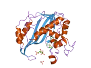 2onb: Human Thymidylate Synthase at low salt conditions with PDPA bound