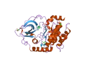 2uvz: STRUCTURE OF PKA-PKB CHIMERA COMPLEXED WITH C-PHENYL-C-(4-(9H-PURIN-6-YL)-PHENYL)-METHYLAMINE