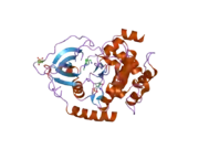 2uw4: STRUCTURE OF PKA-PKB CHIMERA COMPLEXED WITH 2-(4-(5-METHYL-1H-PYRAZOL-4-YL)-PHENYL)-ETHYLAMINE