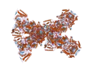 3exg: Crystal structure of the pyruvate dehydrogenase (E1p) component of human pyruvate dehydrogenase complex