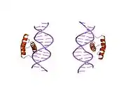 9ant: ANTENNAPEDIA HOMEODOMAIN-DNA COMPLEX