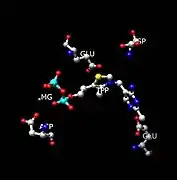 Active site of pyruvate decarboxylase with selected amino acids: Glu-51, Glu-477, Asp-444, and Asp-28.  Also displayed are cofactors TPP and Mg2+.