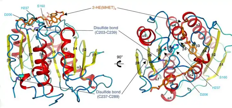 Ribbon diagram of PETase with three residues Ser160, Asp206, and His237. The catalytic triad is represented by cyan-colored sticks. The active site is shown in orange to represent stimulation by a 2-HE(MHET)4 molecule.