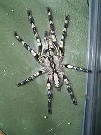 Poecilotheria regalis