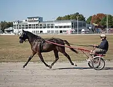 Horse pulling rider in harnessed cart