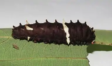 Larva