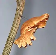 Pupa