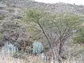 Plants growing in habitat in Tomellin, Oaxaca