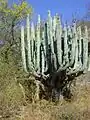 Plant growing in San Juan De Los Cues, Oaxaca