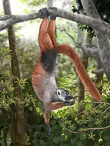 Pachylemur restoration