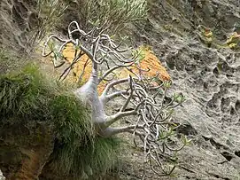 Pachypodium rosulatum gracilius