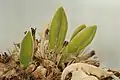 Pachypodium namaquanum