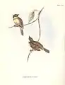 Polystictus pectoralis Gould, 1839