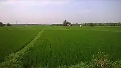 Paddy fields of Vattakudi Ukkadai