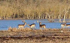 Fallow deer in the Padule di Bolgheri