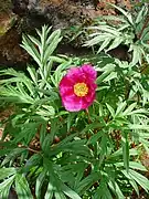 Paeonia anomala