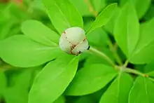 Paeonia mascula from Turkey bud