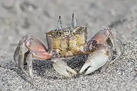 Different colouring, Peru