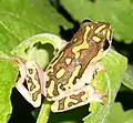 Hyperolius marmoratus at Ilanda Wilds