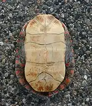 Plastral view of Chrysemys picta marginata