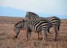 Burchell's zebra pair