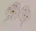 Pair of Lepadella rotifers from pond water