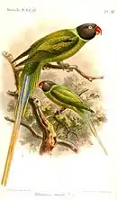 Drawing of two green parrots with dark grey head, blue neck ring, and red beaks