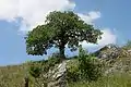 Old oak beaten and formed by wind