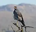 Pale chanting goshawk