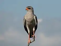 Pale chanting-goshawk