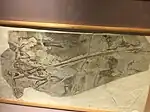 The holotype of Microraptor on display at the museum.