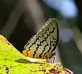 Pallid Faun (location: Cameron Highlands, Malaysia)