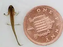 Larva with fore- and hind legs seen from above, next to a British penny