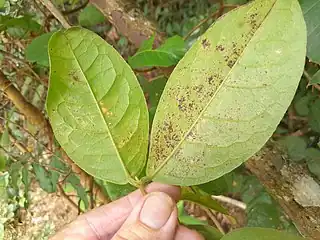 Leaves (underside)